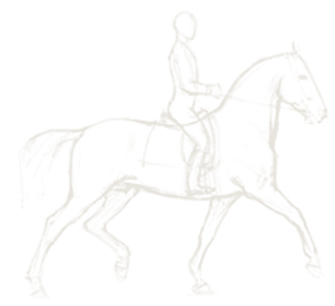 Sketch study of a dressage horse collected, neck flexed, gathering energy